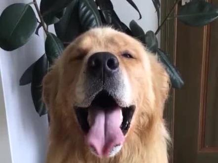 #召唤戏精代言人 冬季,狗狗犬窝咳高发时期,教你如何辨别!@抖音小助手