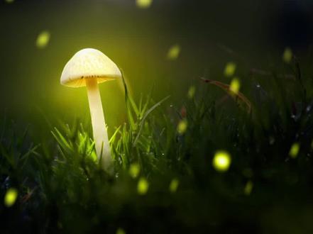 为什么发光蘑菇能发光呢?#科普一下#暗夜精灵 #生物多样性 #奇幻#大自然 @抖音小助手 @DOU+小助手