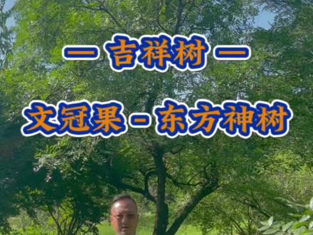 吉祥植物:文冠果
南有菩提树,北有文冠果。
#吉祥植物#花木旺人生#许国远