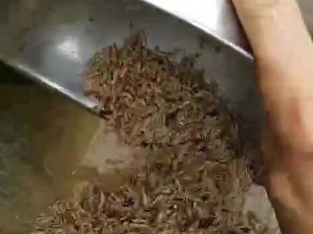 #变废为宝#优质蛋白 想要乌龟产蛋多,食材一定要讲究。