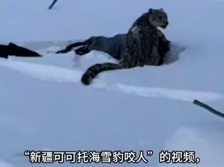 (可可托海雪豹事件)
在这个原本属于它们的冰雪家园里,“不打扰”才是最高级的温柔。
收起好奇心,保持合适距离。
别让一时的喜爱,变成了对自己和对它们不可挽回的伤害。
#滑雪 #可可托海 #雪豹 #野生动物 #敬畏自然