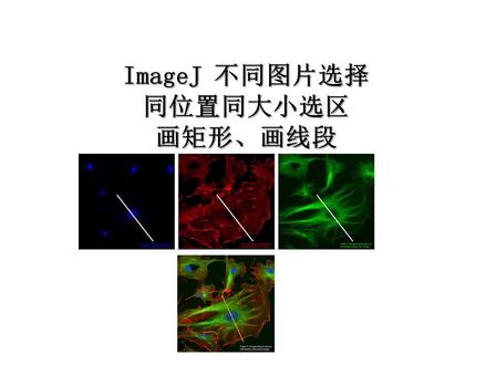 #研究生 ImageJ在不同图片不同选区画同样大小粗细的线段或矩形 @抖音小助手