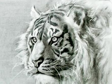 凶猛的老虎,咦~听说有人想看起形的步骤?#绘画 #手绘