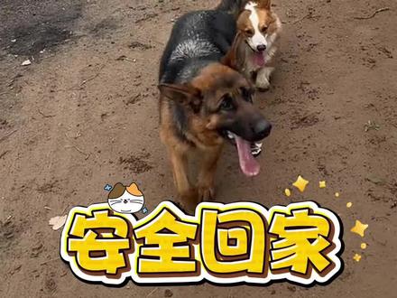高速上的7只狗安全到家,终于知道那7只狗为什么一定要回家了#宠物救助 #爱心传递 #动物保护 #安全回家 #中华田园犬