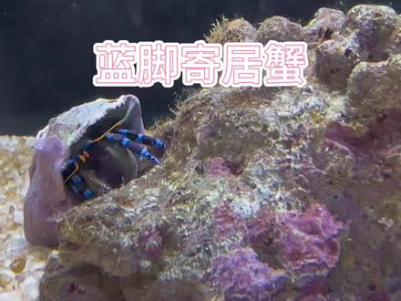 海缸 除藻之 蓝脚寄居蟹 分享大家#海缸 #海水鱼珊瑚 #海缸日记 #海水鱼 #海洋生物