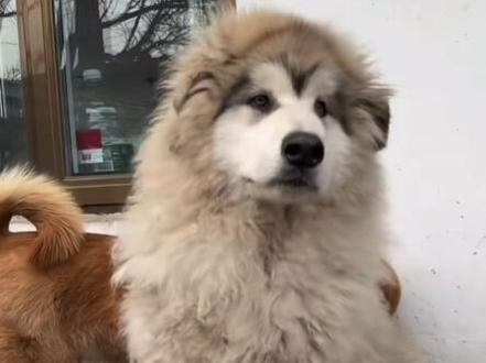 看来胖宝宝对自己的童养夫非常满意 #骏良#胖宝宝#胖夫夫