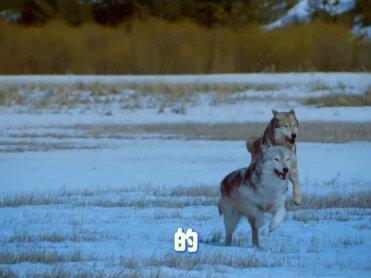 #重返狼群 格林不是狼王,重来没有被狼群接纳,这样的说法你认同吗?