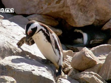 酷暑下的 非洲企鹅 在酷暑之下,非洲企鹅以其独特的方式应对着炎热的环境。它们的学名叫做“斑嘴环企鹅”,虽然生活在炎热的非洲,但它们的生存策略却使得它们能够在这样的环境中生存下来。
非洲企鹅的身体特征为它们适应炎热气候提供了有力的支持。它们的眼睛周围长有腺体,这些腺体能够控制体温,防止体温过高。当企鹅体温上升时,更多的血液会流经这些腺体,利用空气流动帮助身体降温。这也是为什么它们的眼睛周围皮肤会呈现出粉红色的原因,这个颜色随着体温的升高而变得更加鲜艳。
除了身体特征,非洲企鹅的生活习性也适应了炎热的环境。它们大部分时间都在水中度过,以此来降低体温。当夜晚来临,气温下降,它们会上岸聚集在岸边休息。
然而,尽管非洲企鹅已经适应了这样的环境,但它们仍然面临着生存的威胁。人类的活动对它们的栖息地造成了破坏,导致它们的数量不断减少。20世纪中期开始,非洲地区开始流行吃企鹅蛋,大量的企鹅蛋被人类采集,使得成功孵化的企鹅数量大大减少。此外,海洋环境的污染也对它们的生存造成了威胁。
企鹅并不只局限于南极地区,它们的分布范围广泛,涵盖了南半球的许多地方,从炎热的赤道附近到温带和亚南极地区都有它们的身影。这也展示了企鹅这个物种的适应能力和生存策略。#神奇大自然纪录片 #动物解说 #神奇动物在抖音 #奇妙的动物 #非洲企鹅