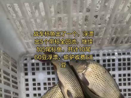 #欢迎大家来钓鱼 #钓鱼场地推荐 #休闲垂钓娱乐的好地方 #附近钓鱼场 #钓友聚集地 弄事,要娱乐就加码😂