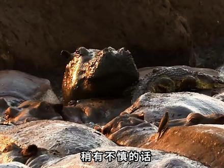 800头河马每天能产生30吨的粪便,将鱼给活活憋死! #河马 #动物世界 #旱季 #抖音精选