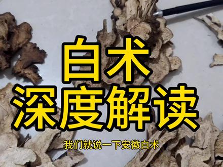 白术 深度解读 教你一些你能用到的知识(下)#白术 #浙白术 #中药 #中医 #大有学问
