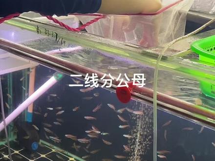 黄金刚果二线 #公母区分#要的可以开整