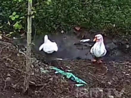 18斤重的大鹅在家门口河沟突然消失,“挺吓人的 呲溜一下就下去没有了”,当事人回应:已经找到全身咬伤!#大鹅 #离奇