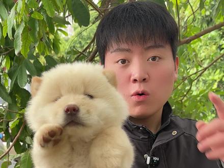 性格超好的熊版土松 #白土松 #土松 #土松犬