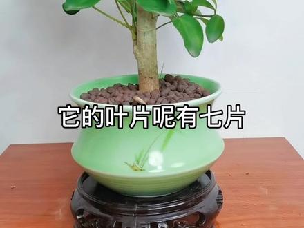 终于知道为什么叫七叶莲了#花卉植物#好物推荐
