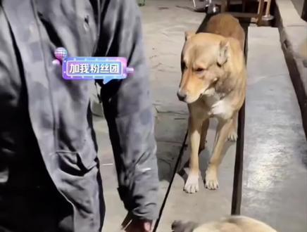 不允许有人没看过这个骏良小宝版本的海龟汤,小宝回答极其不喜欢黄黄(此段问答发生在黄宝战争的当天)#骏良 #小宝 #黄黄 #蒜皮 #海龟汤 @DOU+上热门 @抖音创作小助手 @抖音小助手 @DOU+小助手