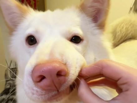 人儿 你在吃什么呀~#奇奇怪怪萌宠 #狗狗