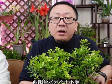阳台养盆九里香,开窗通风满屋香#爱生活爱养花