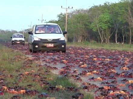 红蟹大迁徙,800条腿的春运现场! #搞笑动物解说 #圣诞岛红蟹 #动物世界 #动物科普 #抖音精选