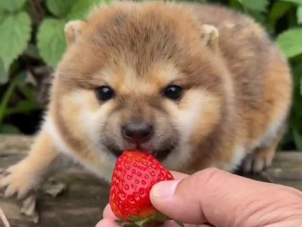 野生刀盾#刀盾 #你们刀盾哪里买的 #宠物 #刀盾狗 #小狗