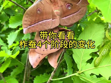 你知道吗柞蚕#柞蚕 #农村生活