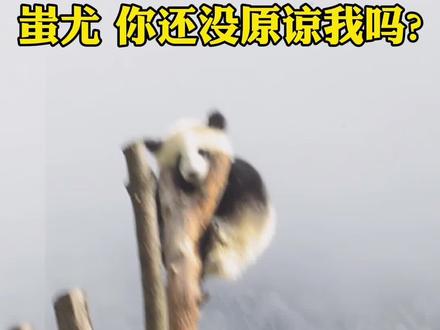 #奇妙的动物 #国宝#大熊猫 蚩尤,五千年了你还不来接我吗?
