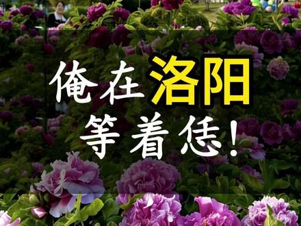 再过一个月,牡丹花就要盛开了 河南洛阳诚挚邀请海内外朋友,游龙门赏牡丹、品水席观三彩,俺在河南等着恁!#洛阳旅游 #春假倒计时 #亲子游玩好去处 #洛阳牡丹甲天下 #清明五一假期