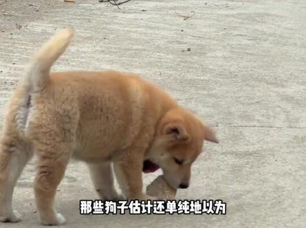 你大爷还是你大爷,第一次见还有仙狗跳的 #搞笑 #离谱 #神人