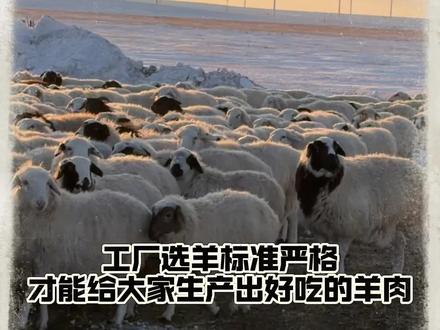 工厂选羊标准严格,生产出来的羊肉才好吃#草原羊 #西旗羊肉 #呼伦贝尔羊肉