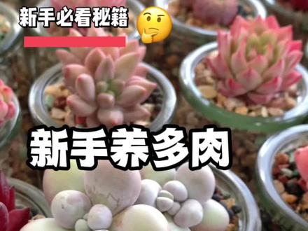 多肉的花剑和爆崽如何区分?如何处理花剑?这个视频告诉你#多肉 #多肉养护
@抖音小助手