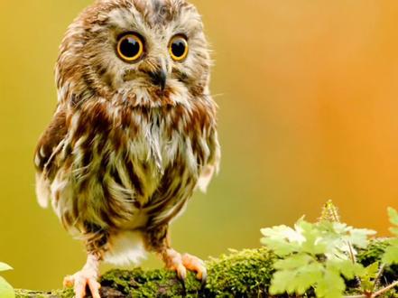 为什么猫头鹰的头可以前后旋转#涨知识 #猫头鹰 #脖子旋转 @抖音小助手 @DOU+小助手 #上热门