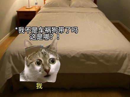 《杏子女友》1-13合集 #猫meme #猫meme剧场 #猫meme故事 #小说