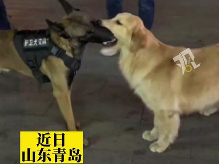 这波你站谁?金毛和警犬同时抢到玩具,互不松口!#傻狗的日常 #动物的迷惑行为 #狗狗的心思都写在脸上了 #万物皆有灵性 #萌宠