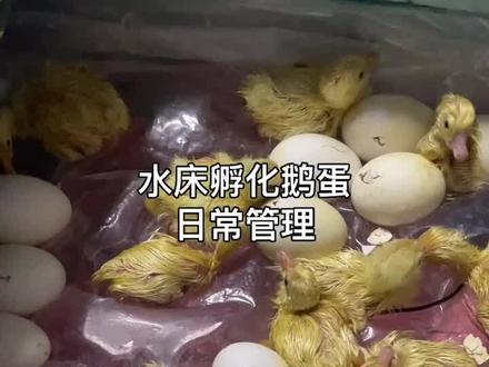 水床孵化日常管理#人工孵化#水床孵化#豁眼鹅