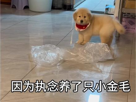 我可能会后悔很多事情 但那天决定带你回家绝对不在其中 #人你好我是小金毛 #如何训练小狗 #金毛 #萌宠出道计划