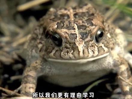 你了解非洲最致命的毒蛇黑曼巴(Black mamba)吗?带你去看看! #毒蛇 #科普一下 #不可思议 #人与动物和谐共处 #珍爱生命保护大自然