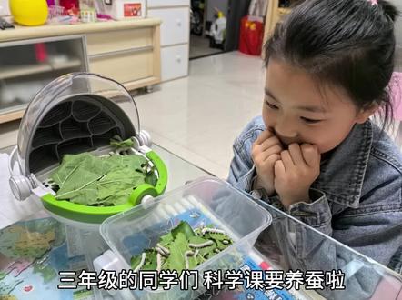 三年级科学课养蚕日记
#5龄蚕啦