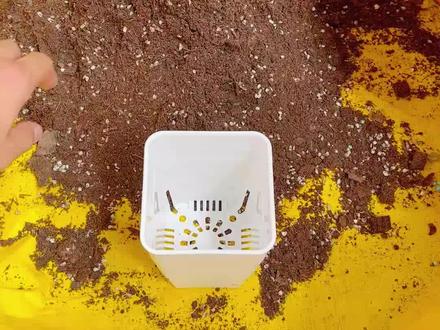 种植教程安排了#园艺 #花卉绿植 #酢浆草 #秋播