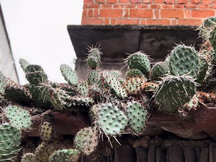 小时候被仙人掌弄得满手的刺,长大后才发现仙人掌结的果子可以吃,今天用它来泡酒,泡的酒颜色太好看了。#仙人掌 #吃货 #泡酒 #爱生活爱美食
