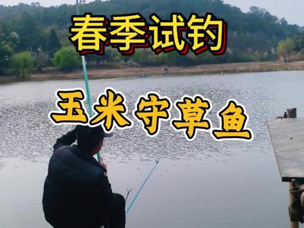 他们说草鱼开口了,是不是真的如此呢#野钓 #草鱼 #今晚吃鱼