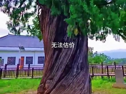 带你认识不同的树 #科普 #树 #涨知识