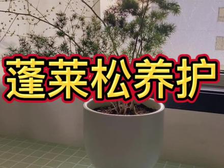 蓬莱松养护方法和常见问题#蓬莱松 #爱生活爱养花 #养花小知识