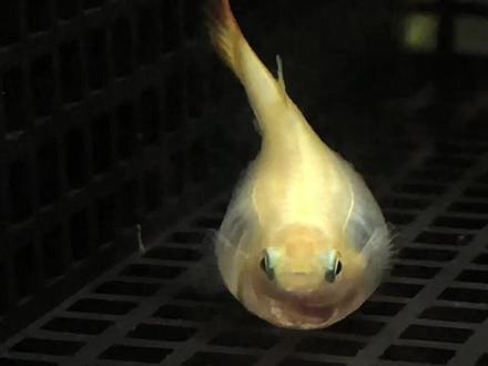 一条孔雀鱼的抱怨,告诉你孔雀鱼为什么腹水。#孔雀鱼 #新手养鱼 #孔雀鱼腹水 #观赏鱼 #水族