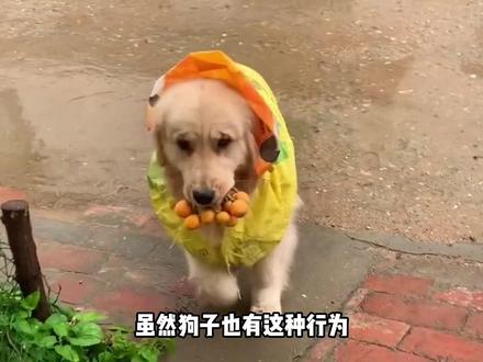 为什么马路上压死的猫远比狗要多呢? #科普 #宠物 #涨知识