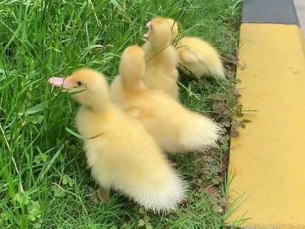 #养鸭 #养鸭人 #真假柯尔鸭 怎么识别真的柯尔鸭?