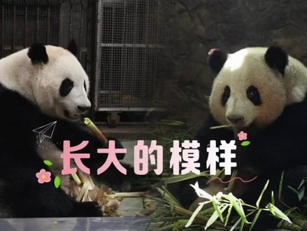 虽然有些伤感与不舍,永远都记得你俩的温馨画面,只希望花叶健健康康,开开心心,喜欢你们的姨姨蜀黍们会永远守护着你们(视频来自成都大熊猫繁育研究基地公众号)#谭花叶 #和花和叶