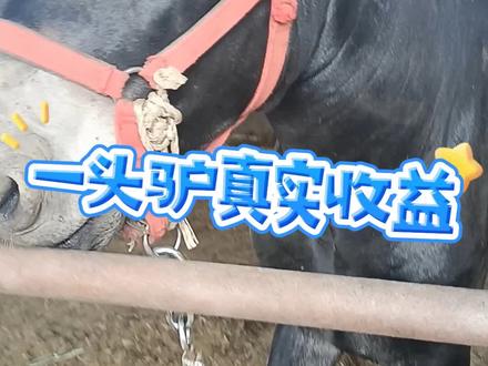 一头驴真实收益!#肉驴养殖 #毛驴养殖基地 #肉驴苗 #养驴 #养驴技术