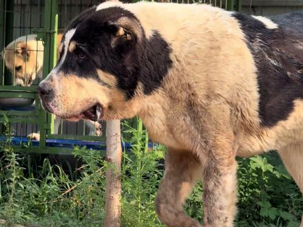 很多人问我中亚和高狼有什么区别 今天一次性给大家讲清楚 中亚牧羊犬和高狼就相当于中华田园犬和唐狗得关系 高狼全名是高加索猎狼犬 名字就是这个品种的含义 高加索地区防狼的狗 中亚就是从高狼里面选育出来的头大嘴粗 粗壮的 四肢结构好得 然后定向繁育每一代记录在案 就成了中亚牧羊犬 主要拿来参加秀展 高加索也是从高狼里面选育出来的长毛和长毛的定向繁育 就有了高加索犬 今天看到一个博主发中亚高狼的区别 说是中亚市场饱和了搞了个高狼出来激活市场 这话是不对的 中亚最早引进回国就是为了打斗 以前名气最大的打斗中亚 黄玉 推土机都是俄罗斯玩秀展的顶级犬舍繁殖的 被大家拿去训练参加斗狗了 但是这些为了好看为了秀展比赛的狗 终究是没有最原始得高狼能打 高狼虽然细点但是灵活耐力斗性都更加出色 所以那些玩打斗的老板就都去养高狼了 老板去玩高狼了 就剩下一些没实力的人还在玩中亚 从国内进口中亚和高狼的数量就可以看出来 国内除下我最近半年引进的七十多条中亚 前几年进口中亚寥寥无几 超过10万的中亚一个手都数得过来 但是国内的高狼进口数量就太多了 几十万的高狼很多 其实没有血统证书的中亚完全可以说是粗壮一些的高狼 #中亚 #中亚牧羊犬 #中亚猎狼犬 #俄罗斯中亚牧羊犬