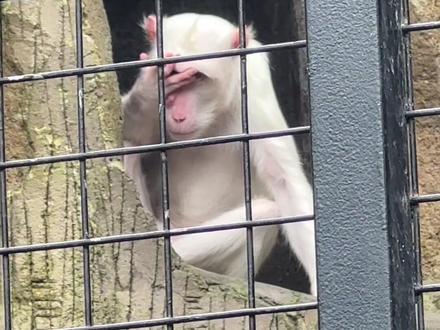 猿飞一族出了个佐助猴#阿妈特拉斯 #佐助