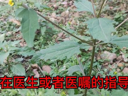 老房子墙脚下的野生豨莶草,作用很多,你们认识吗? #中草药 #中药本草 #有认识的吗